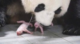 Pandan yang telah berusia 22 tahun, Mei Mei, baru saja melahirkan bayi kembar yang sehat.