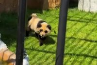 Sebuah kebun binatang di China baru-baru ini menjadi sorotan setelah terungkap bahwa mereka menipu pengunjung dengan menampilkan seekor anjing yang dicat untuk terlihat seperti panda.