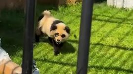 Sebuah kebun binatang di China baru-baru ini menjadi sorotan setelah terungkap bahwa mereka menipu pengunjung dengan menampilkan seekor anjing yang dicat untuk terlihat seperti panda.