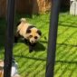 Sebuah kebun binatang di China baru-baru ini menjadi sorotan setelah terungkap bahwa mereka menipu pengunjung dengan menampilkan seekor anjing yang dicat untuk terlihat seperti panda.