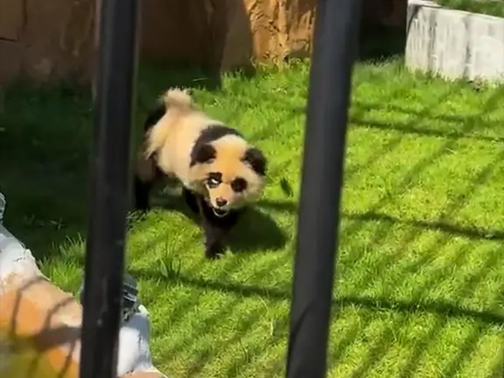 Sebuah kebun binatang di China baru-baru ini menjadi sorotan setelah terungkap bahwa mereka menipu pengunjung dengan menampilkan seekor anjing yang dicat untuk terlihat seperti panda.