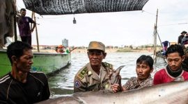 Kamboja baru-baru ini menjadi sorotan dunia setelah ditemukannya enam ikan lele raksasa langka yang terancam punah di Sungai Mekong.