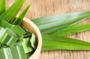 Daun pandan adalah bahan alami yang kaya manfaat untuk kecantikan dan kesehatan kulit