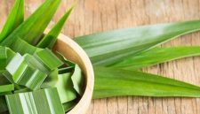 Daun pandan adalah bahan alami yang kaya manfaat untuk kecantikan dan kesehatan kulit