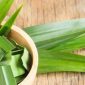 Daun pandan adalah bahan alami yang kaya manfaat untuk kecantikan dan kesehatan kulit