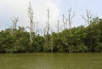 Warga pesisir Karimun, Kepulauan Riau, tengah mengajukan protes keras terkait penjualan lahan seluas 80 hektare yang merupakan bagian dari kawasan mangrove di wilayah tersebut.