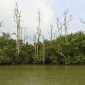 Warga pesisir Karimun, Kepulauan Riau, tengah mengajukan protes keras terkait penjualan lahan seluas 80 hektare yang merupakan bagian dari kawasan mangrove di wilayah tersebut.