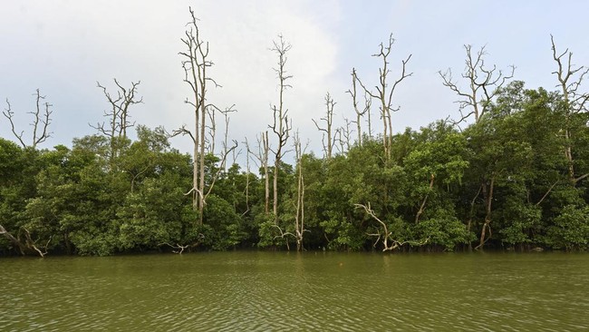 Warga pesisir Karimun, Kepulauan Riau, tengah mengajukan protes keras terkait penjualan lahan seluas 80 hektare yang merupakan bagian dari kawasan mangrove di wilayah tersebut.