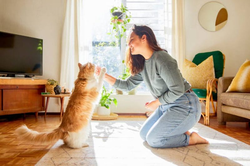 Berkomunikasi dengan kucing membutuhkan kesabaran dan pemahaman. Dengan memperhatikan bahasa tubuh, suara, dan kebiasaan mereka, Anda bisa membangun hubungan yang lebih erat dengan kucing kesayangan Anda