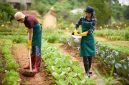 Urban gardening atau berkebun di perkotaan kini menjadi tren yang semakin diminati, terutama di kalangan generasi muda dan keluarga urban.