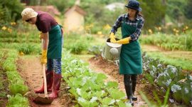 Urban gardening atau berkebun di perkotaan kini menjadi tren yang semakin diminati, terutama di kalangan generasi muda dan keluarga urban.