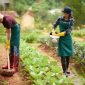 Urban gardening atau berkebun di perkotaan kini menjadi tren yang semakin diminati, terutama di kalangan generasi muda dan keluarga urban.