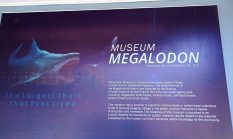 Sejarah Megalodon, Hiu Raksasa Purba yang Pernah Menguasai Lautan Purba, dan Jejaknya di Museum Megalodon